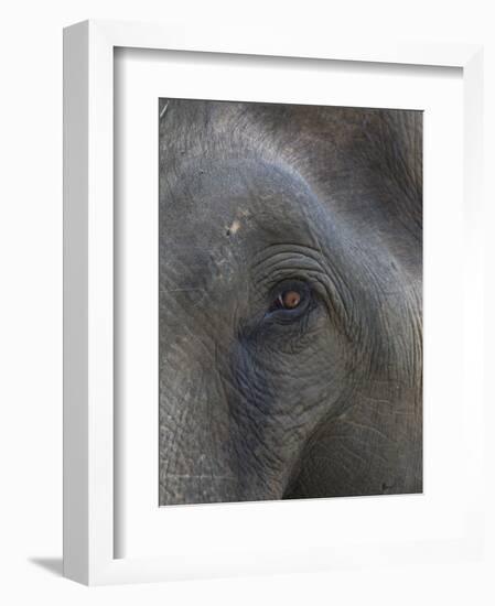 Indian Elephant Close Up of Eye, Controlled Conditions, Bandhavgarh Np, Madhya Pradesh, India-T.j. Rich-Framed Photographic Print