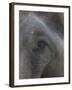 Indian Elephant Close Up of Eye, Controlled Conditions, Bandhavgarh Np, Madhya Pradesh, India-T.j. Rich-Framed Photographic Print