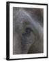 Indian Elephant Close Up of Eye, Controlled Conditions, Bandhavgarh Np, Madhya Pradesh, India-T.j. Rich-Framed Photographic Print