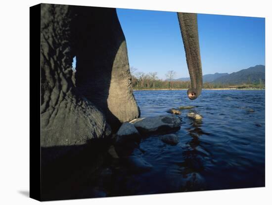 Indian Elephant Close Up of Trunk and Feet at Water Edge, Manas Np, Assam, India-Jean-pierre Zwaenepoel-Stretched Canvas