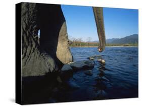 Indian Elephant Close Up of Trunk and Feet at Water Edge, Manas Np, Assam, India-Jean-pierre Zwaenepoel-Stretched Canvas