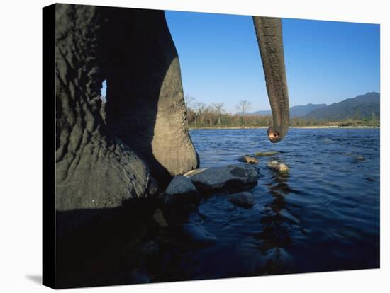 Indian Elephant Close Up of Trunk and Feet at Water Edge, Manas Np, Assam, India-Jean-pierre Zwaenepoel-Stretched Canvas