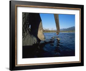 Indian Elephant Close Up of Trunk and Feet at Water Edge, Manas Np, Assam, India-Jean-pierre Zwaenepoel-Framed Photographic Print