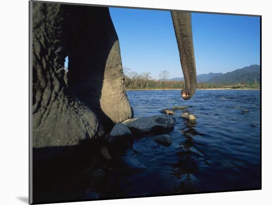 Indian Elephant Close Up of Trunk and Feet at Water Edge, Manas Np, Assam, India-Jean-pierre Zwaenepoel-Mounted Photographic Print