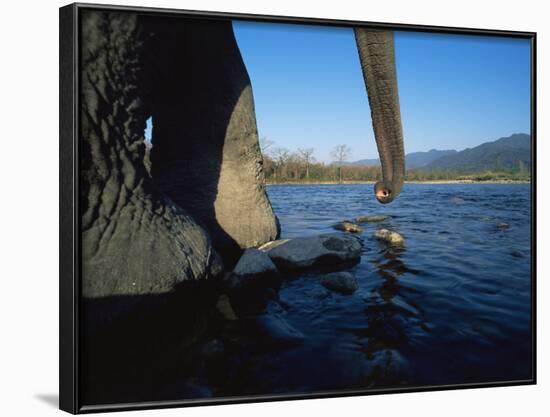 Indian Elephant Close Up of Trunk and Feet at Water Edge, Manas Np, Assam, India-Jean-pierre Zwaenepoel-Framed Photographic Print