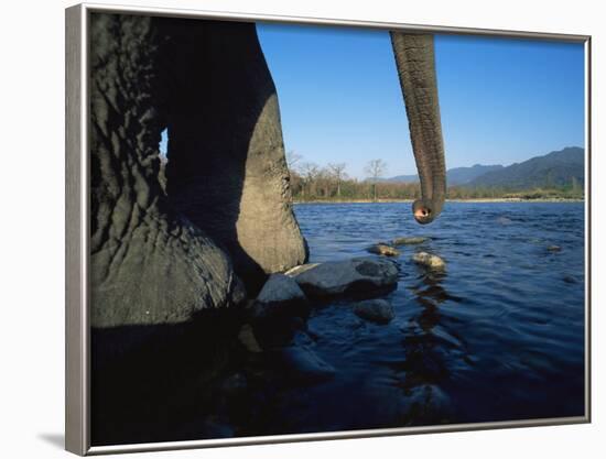 Indian Elephant Close Up of Trunk and Feet at Water Edge, Manas Np, Assam, India-Jean-pierre Zwaenepoel-Framed Photographic Print