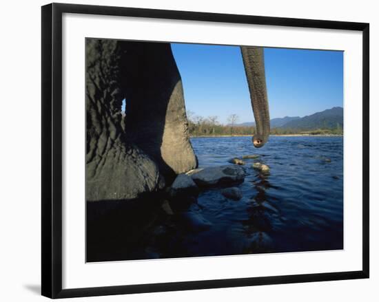 Indian Elephant Close Up of Trunk and Feet at Water Edge, Manas Np, Assam, India-Jean-pierre Zwaenepoel-Framed Photographic Print