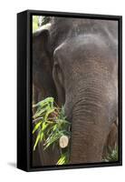 Indian Elephant (Elephas Maximus Indicus), Bandhavgarh National Park, Madhya Pradesh, India, Asia-Kim Sullivan-Framed Stretched Canvas