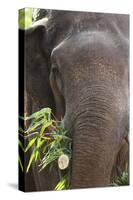 Indian Elephant (Elephas Maximus Indicus), Bandhavgarh National Park, Madhya Pradesh, India, Asia-Kim Sullivan-Stretched Canvas