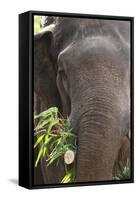 Indian Elephant (Elephas Maximus Indicus), Bandhavgarh National Park, Madhya Pradesh, India, Asia-Kim Sullivan-Framed Stretched Canvas