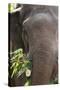 Indian Elephant (Elephas Maximus Indicus), Bandhavgarh National Park, Madhya Pradesh, India, Asia-Kim Sullivan-Stretched Canvas