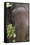 Indian Elephant (Elephas Maximus Indicus), Bandhavgarh National Park, Madhya Pradesh, India, Asia-Kim Sullivan-Framed Stretched Canvas