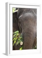 Indian Elephant (Elephas Maximus Indicus), Bandhavgarh National Park, Madhya Pradesh, India, Asia-Kim Sullivan-Framed Photographic Print