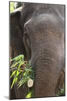 Indian Elephant (Elephas Maximus Indicus), Bandhavgarh National Park, Madhya Pradesh, India, Asia-Kim Sullivan-Mounted Photographic Print