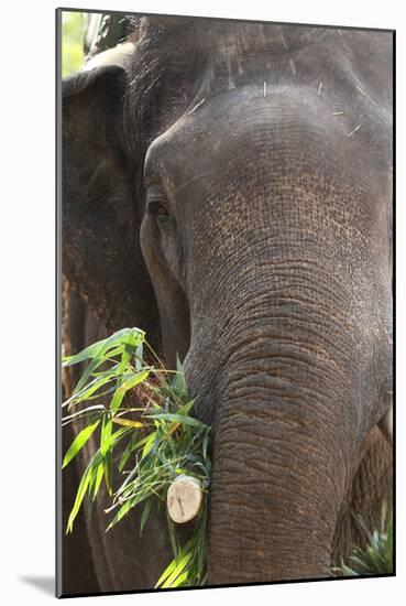 Indian Elephant (Elephas Maximus Indicus), Bandhavgarh National Park, Madhya Pradesh, India, Asia-Kim Sullivan-Mounted Photographic Print