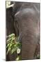 Indian Elephant (Elephas Maximus Indicus), Bandhavgarh National Park, Madhya Pradesh, India, Asia-Kim Sullivan-Mounted Photographic Print