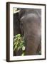 Indian Elephant (Elephas Maximus Indicus), Bandhavgarh National Park, Madhya Pradesh, India, Asia-Kim Sullivan-Framed Photographic Print