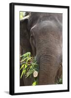 Indian Elephant (Elephas Maximus Indicus), Bandhavgarh National Park, Madhya Pradesh, India, Asia-Kim Sullivan-Framed Photographic Print