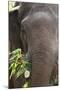 Indian Elephant (Elephas Maximus Indicus), Bandhavgarh National Park, Madhya Pradesh, India, Asia-Kim Sullivan-Mounted Photographic Print