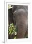 Indian Elephant (Elephas Maximus Indicus), Bandhavgarh National Park, Madhya Pradesh, India, Asia-Kim Sullivan-Framed Photographic Print