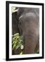Indian Elephant (Elephas Maximus Indicus), Bandhavgarh National Park, Madhya Pradesh, India, Asia-Kim Sullivan-Framed Photographic Print