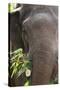 Indian Elephant (Elephas Maximus Indicus), Bandhavgarh National Park, Madhya Pradesh, India, Asia-Kim Sullivan-Stretched Canvas