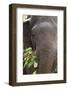 Indian Elephant (Elephas Maximus Indicus), Bandhavgarh National Park, Madhya Pradesh, India, Asia-Kim Sullivan-Framed Photographic Print