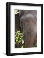 Indian Elephant (Elephas Maximus Indicus), Bandhavgarh National Park, Madhya Pradesh, India, Asia-Kim Sullivan-Framed Photographic Print