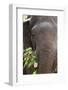 Indian Elephant (Elephas Maximus Indicus), Bandhavgarh National Park, Madhya Pradesh, India, Asia-Kim Sullivan-Framed Photographic Print