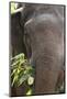 Indian Elephant (Elephas Maximus Indicus), Bandhavgarh National Park, Madhya Pradesh, India, Asia-Kim Sullivan-Mounted Photographic Print