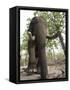 Indian Elephant (Elephus Maximus), Bandhavgarh National Park, Madhya Pradesh State, India, Asia-Thorsten Milse-Framed Stretched Canvas