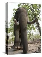 Indian Elephant (Elephus Maximus), Bandhavgarh National Park, Madhya Pradesh State, India, Asia-Thorsten Milse-Stretched Canvas