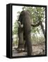 Indian Elephant (Elephus Maximus), Bandhavgarh National Park, Madhya Pradesh State, India, Asia-Thorsten Milse-Framed Stretched Canvas