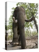Indian Elephant (Elephus Maximus), Bandhavgarh National Park, Madhya Pradesh State, India, Asia-Thorsten Milse-Stretched Canvas