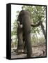 Indian Elephant (Elephus Maximus), Bandhavgarh National Park, Madhya Pradesh State, India, Asia-Thorsten Milse-Framed Stretched Canvas