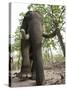 Indian Elephant (Elephus Maximus), Bandhavgarh National Park, Madhya Pradesh State, India, Asia-Thorsten Milse-Stretched Canvas