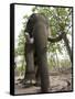 Indian Elephant (Elephus Maximus), Bandhavgarh National Park, Madhya Pradesh State, India, Asia-Thorsten Milse-Framed Stretched Canvas