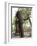 Indian Elephant (Elephus Maximus), Bandhavgarh National Park, Madhya Pradesh State, India, Asia-Thorsten Milse-Framed Photographic Print