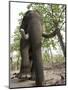 Indian Elephant (Elephus Maximus), Bandhavgarh National Park, Madhya Pradesh State, India, Asia-Thorsten Milse-Mounted Photographic Print