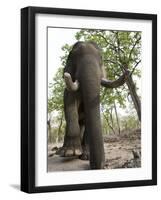 Indian Elephant (Elephus Maximus), Bandhavgarh National Park, Madhya Pradesh State, India, Asia-Thorsten Milse-Framed Photographic Print