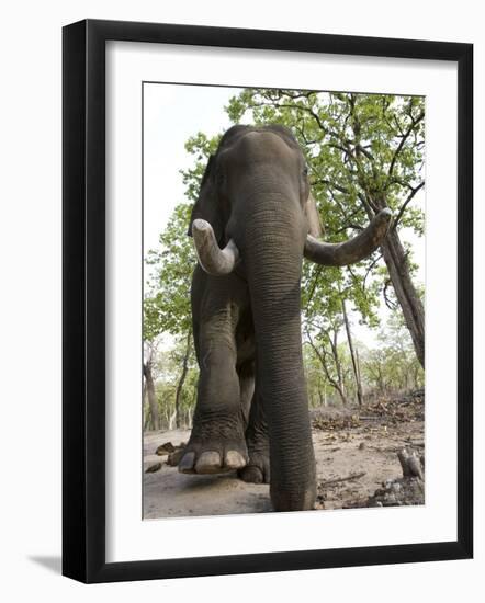 Indian Elephant (Elephus Maximus), Bandhavgarh National Park, Madhya Pradesh State, India, Asia-Thorsten Milse-Framed Photographic Print