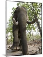 Indian Elephant (Elephus Maximus), Bandhavgarh National Park, Madhya Pradesh State, India, Asia-Thorsten Milse-Mounted Photographic Print