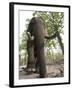 Indian Elephant (Elephus Maximus), Bandhavgarh National Park, Madhya Pradesh State, India, Asia-Thorsten Milse-Framed Photographic Print