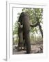 Indian Elephant (Elephus Maximus), Bandhavgarh National Park, Madhya Pradesh State, India, Asia-Thorsten Milse-Framed Photographic Print