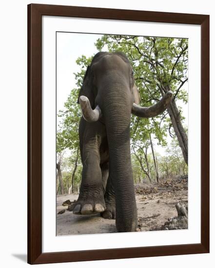 Indian Elephant (Elephus Maximus), Bandhavgarh National Park, Madhya Pradesh State, India, Asia-Thorsten Milse-Framed Photographic Print