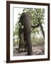 Indian Elephant (Elephus Maximus), Bandhavgarh National Park, Madhya Pradesh State, India, Asia-Thorsten Milse-Framed Photographic Print