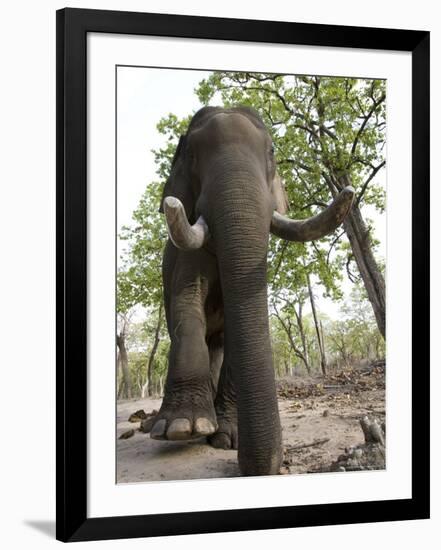 Indian Elephant (Elephus Maximus), Bandhavgarh National Park, Madhya Pradesh State, India, Asia-Thorsten Milse-Framed Photographic Print