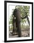 Indian Elephant (Elephus Maximus), Bandhavgarh National Park, Madhya Pradesh State, India, Asia-Thorsten Milse-Framed Photographic Print