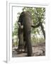 Indian Elephant (Elephus Maximus), Bandhavgarh National Park, Madhya Pradesh State, India, Asia-Thorsten Milse-Framed Photographic Print