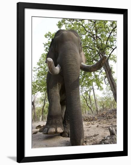 Indian Elephant (Elephus Maximus), Bandhavgarh National Park, Madhya Pradesh State, India, Asia-Thorsten Milse-Framed Photographic Print